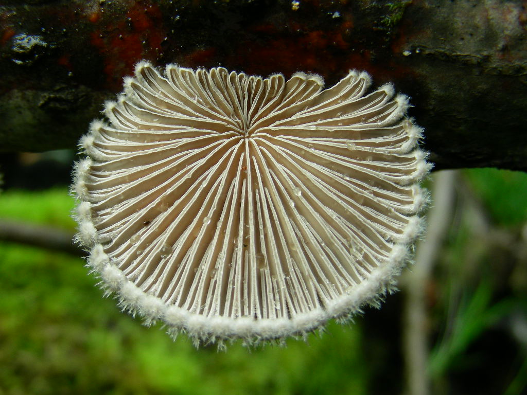Dei carpofori rinsecchiti ... (Schizophyllum commune)